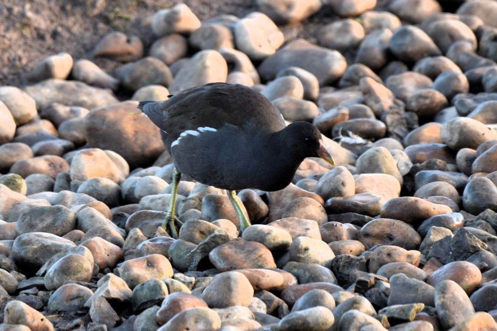Eurasian Moorhen - ML646792280