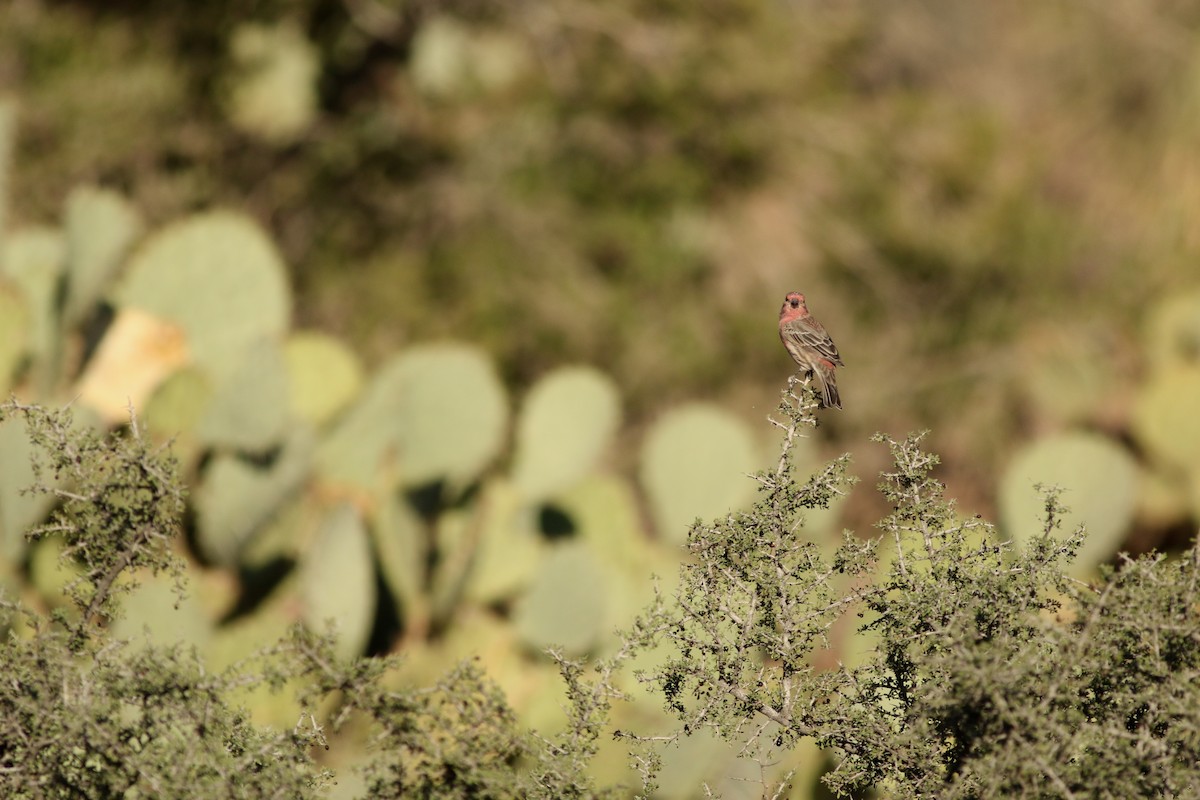 Ev Çütresi - ML646792281