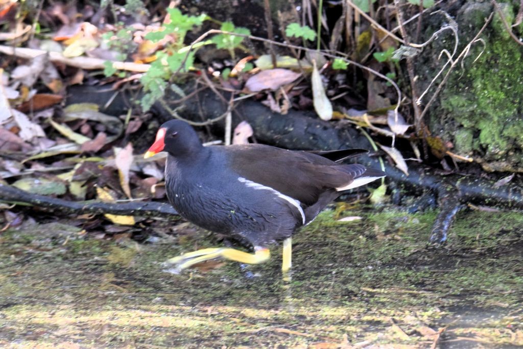 Eurasian Moorhen - ML646792282