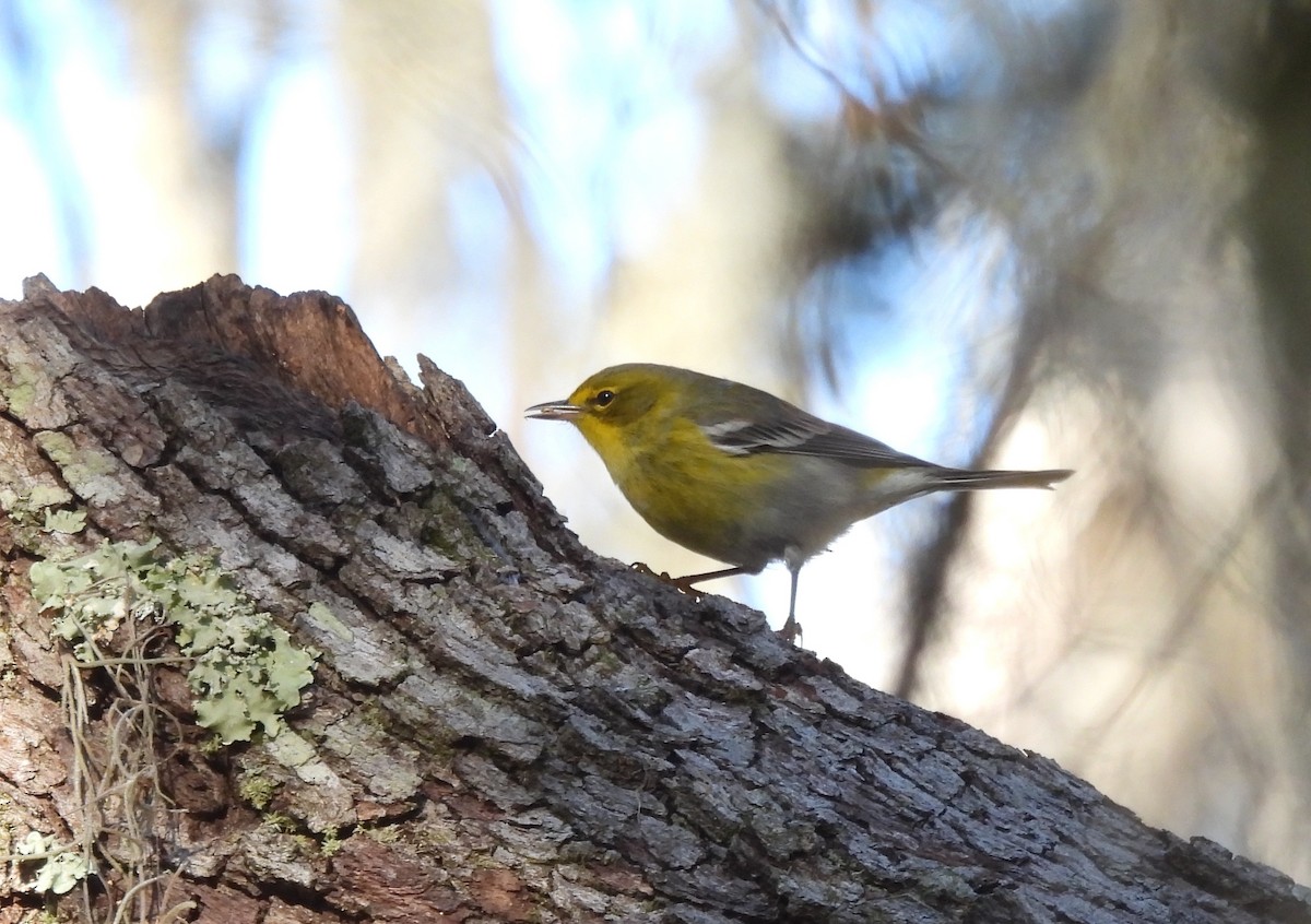 Pine Warbler - ML646792284