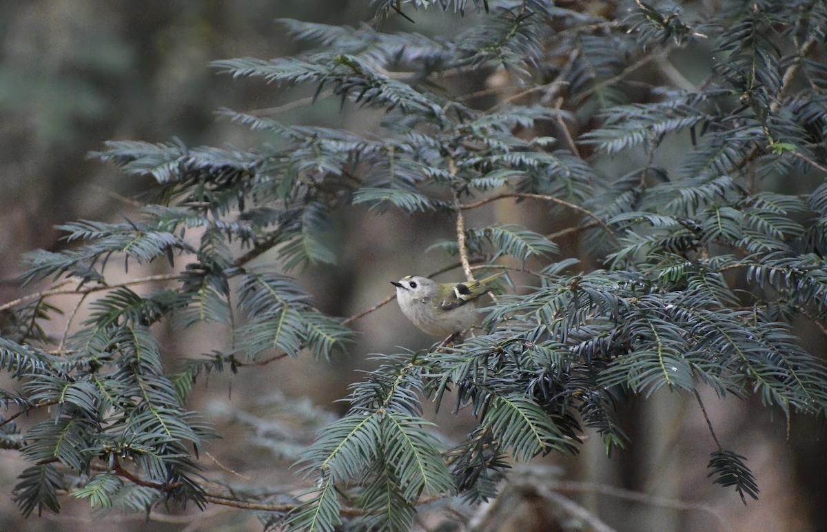 Goldcrest (European) - ML646792286