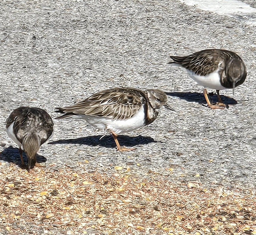 Steinwälzer - ML646792287