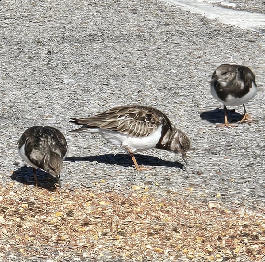 Steinwälzer - ML646792288