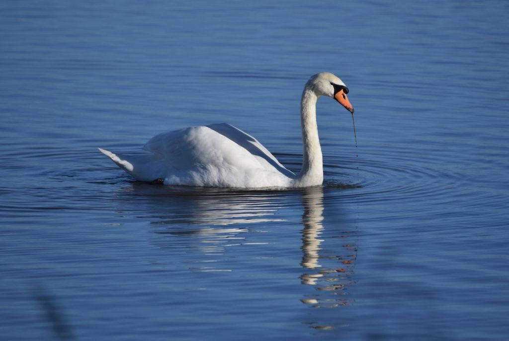 Mute Swan - ML646792290