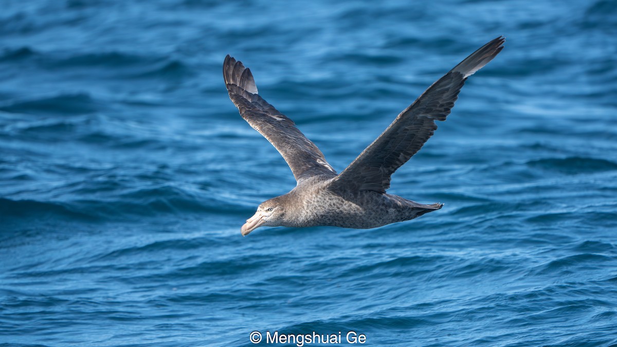 Northern Giant-Petrel - ML646792293