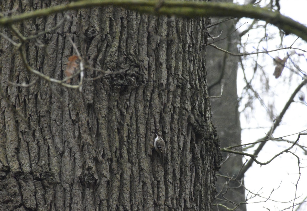 Short-toed Treecreeper - ML646792294