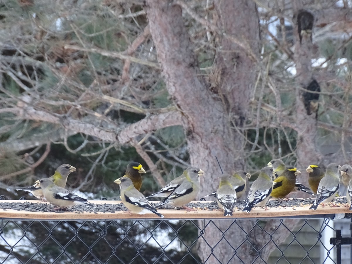 Evening Grosbeak - ML646792297