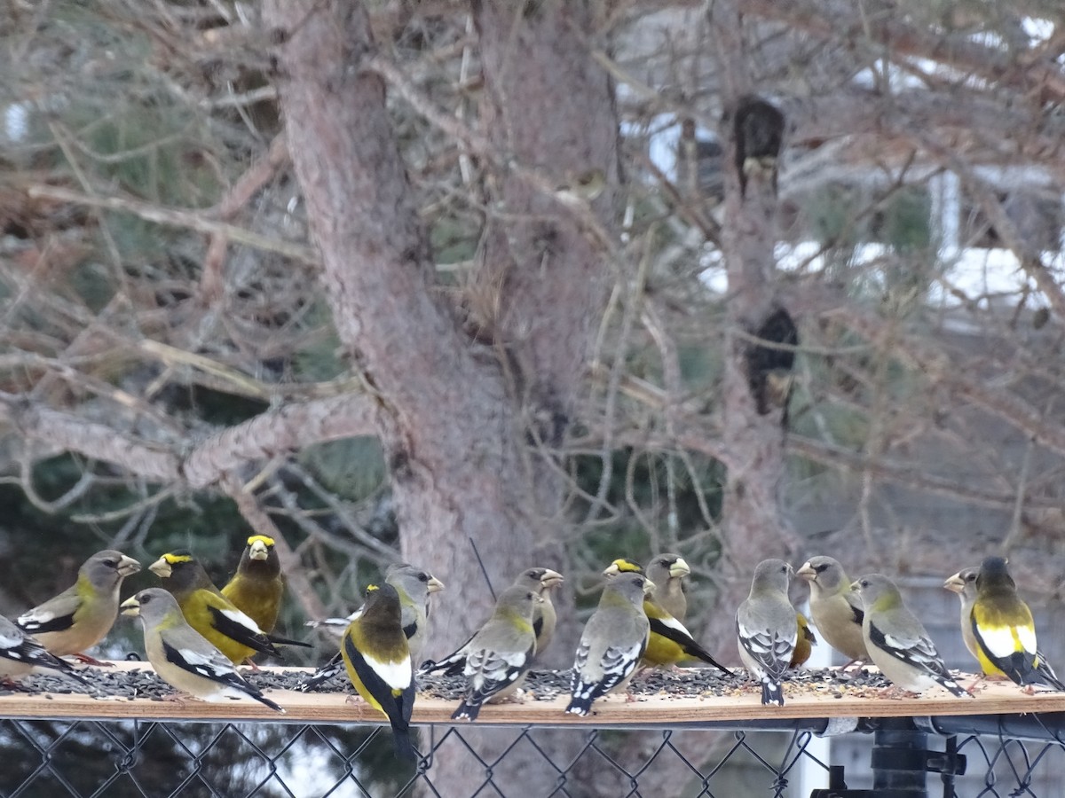 Evening Grosbeak - ML646792298