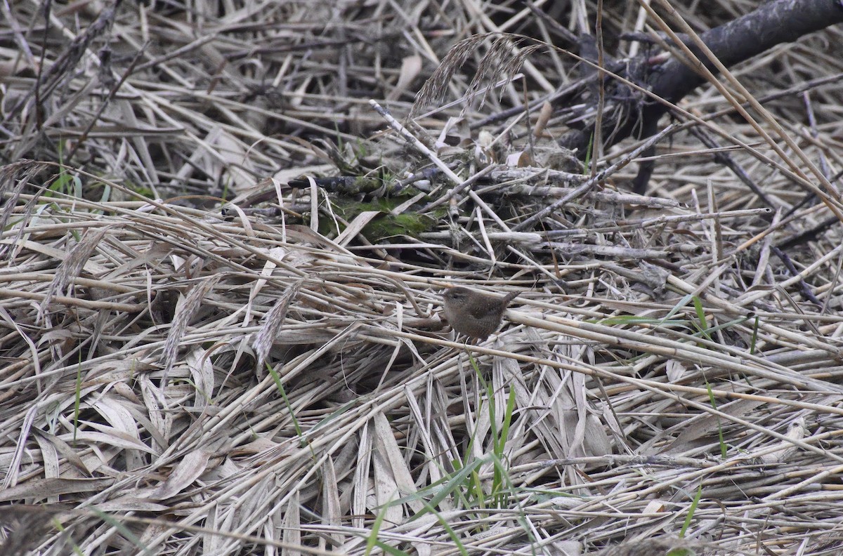 Eurasian Wren - ML646792301