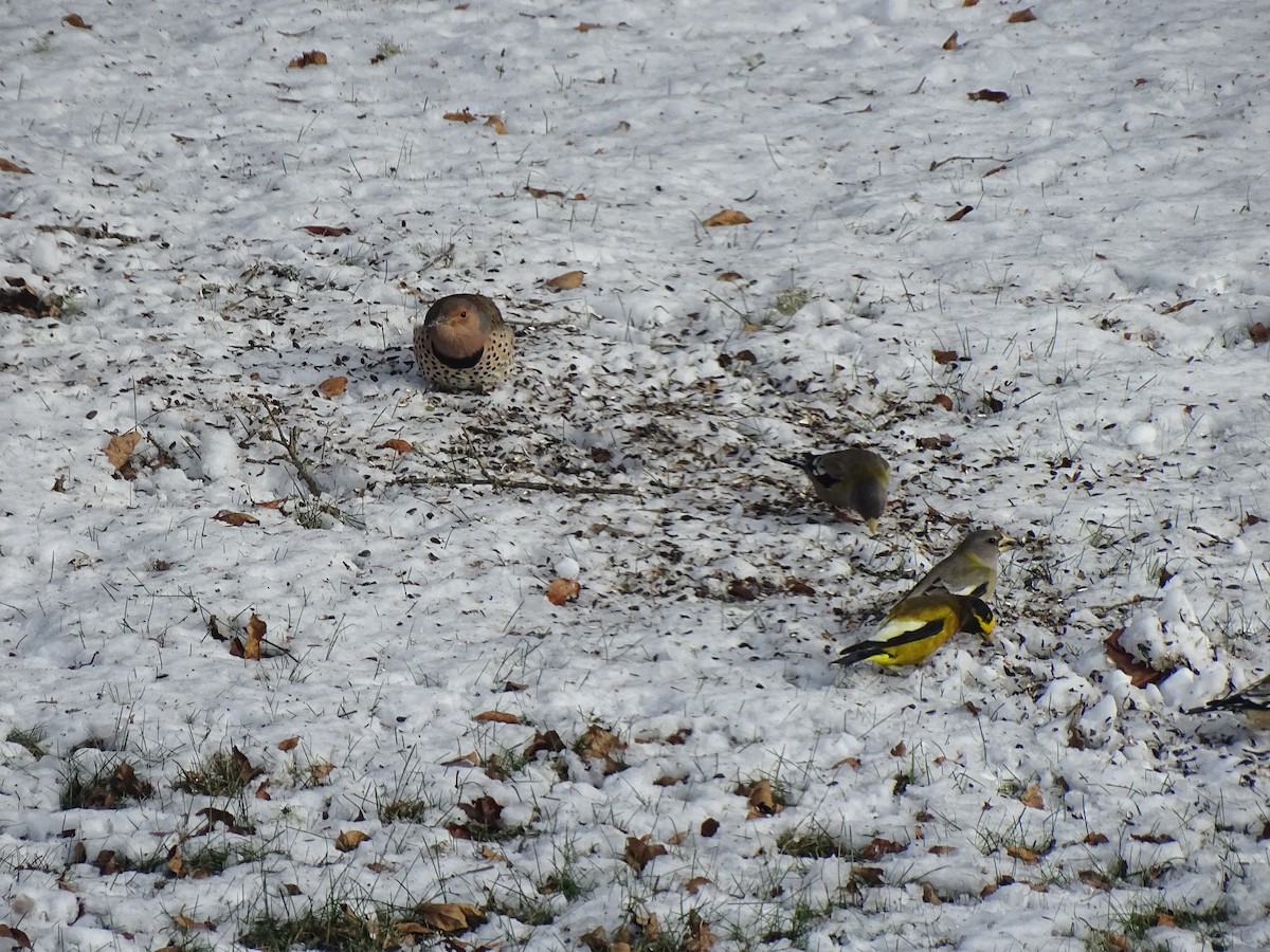 Northern Flicker (Yellow-shafted) - ML646792302