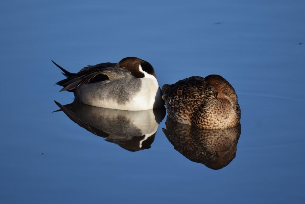 Northern Pintail - ML646792306