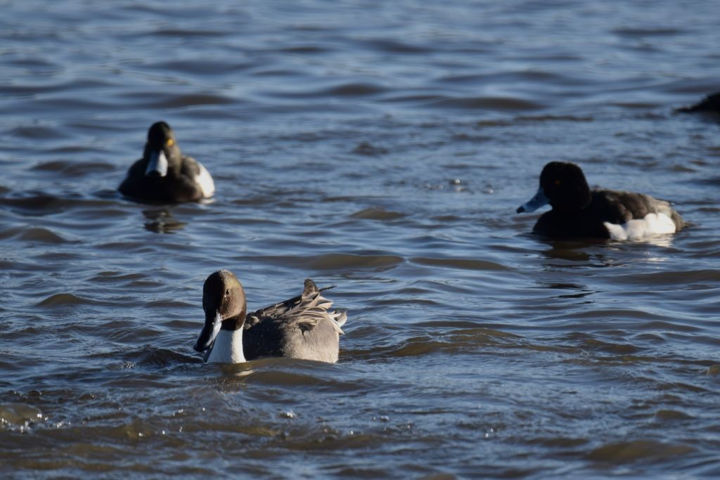Northern Pintail - ML646792308