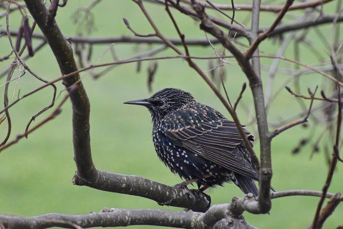 European Starling - ML646792309