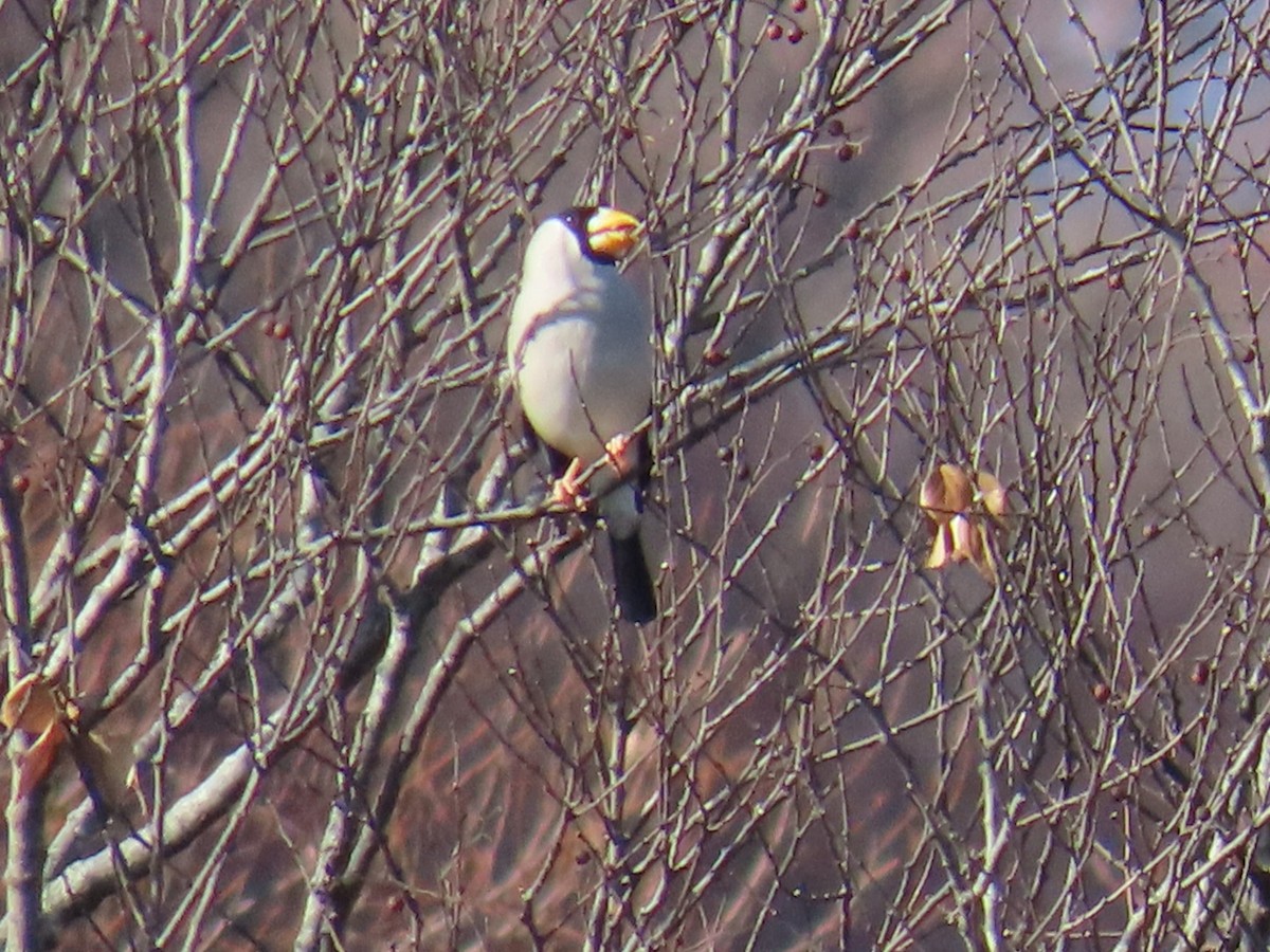 Костар великий - ML646792312