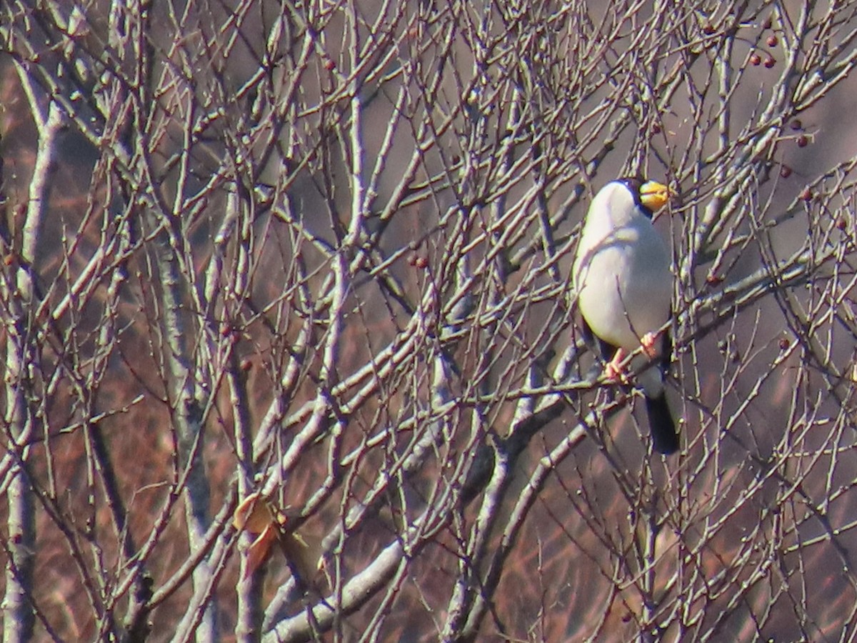 Костар великий - ML646792313