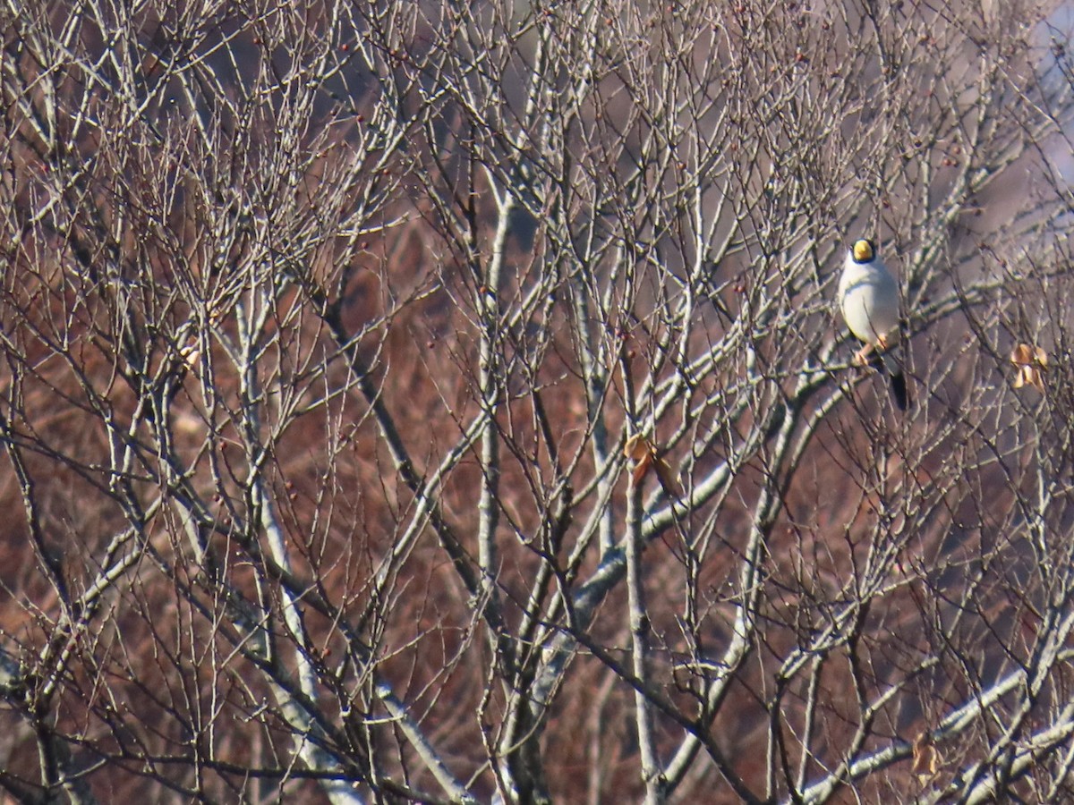 Костар великий - ML646792314