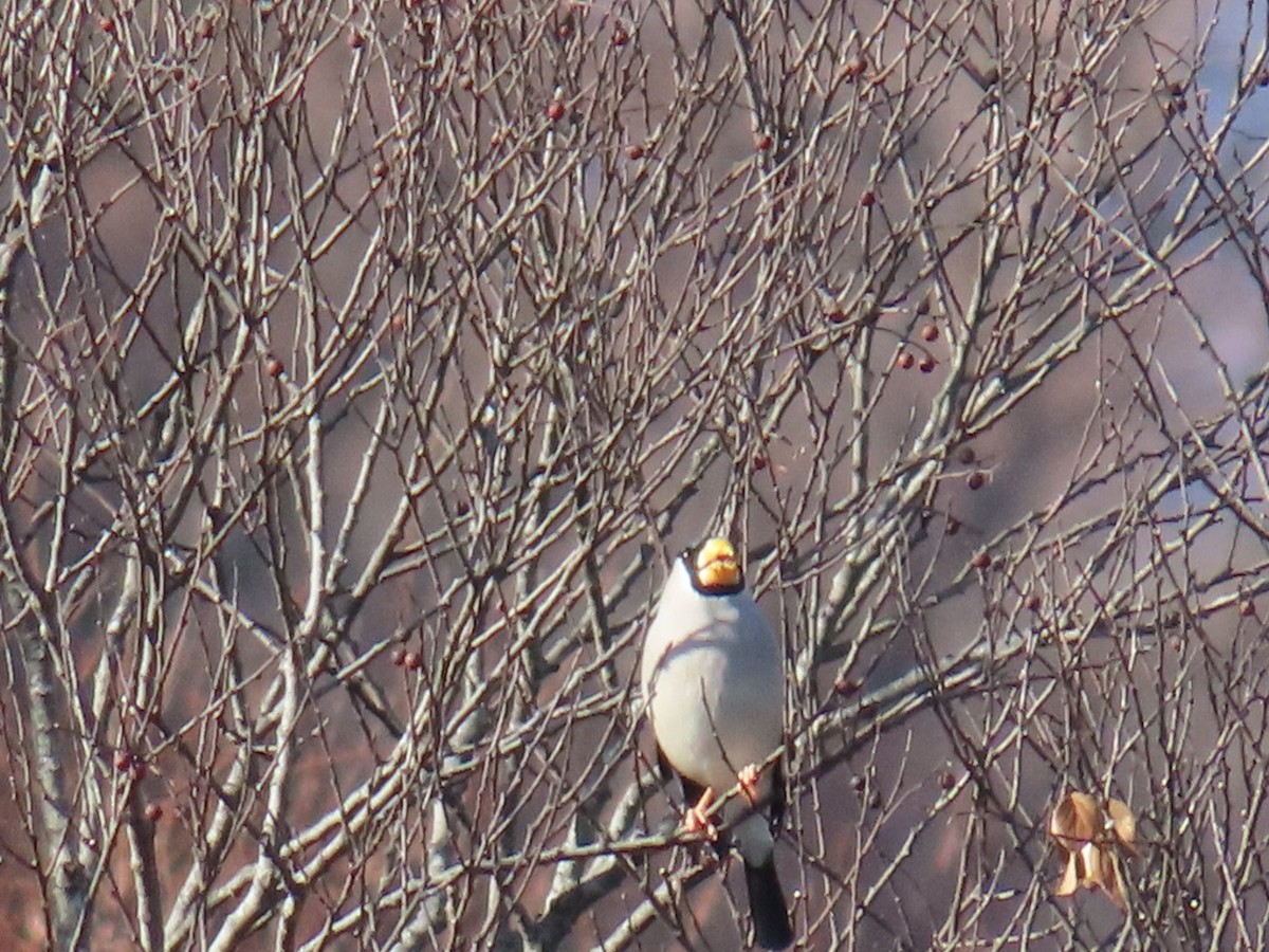 Костар великий - ML646792315