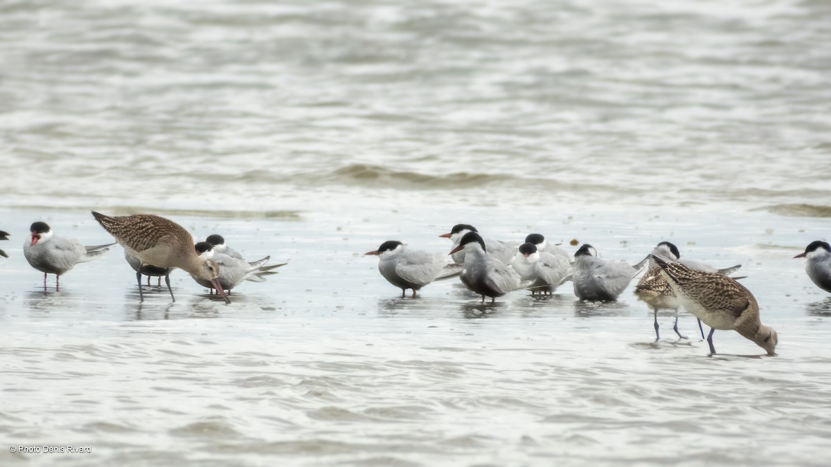 Weißbart-Seeschwalbe - ML646792316