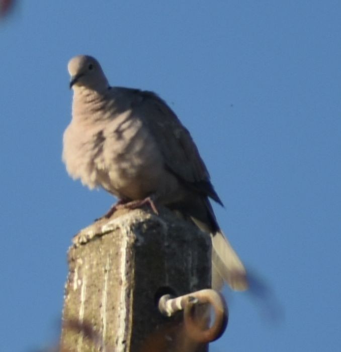 Буулгат хүүрзгэнэ - ML646792319