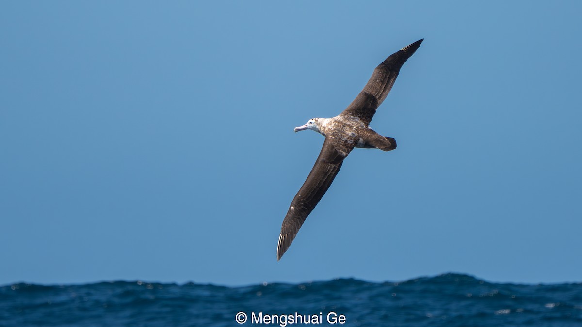 Antipodean Albatross (Gibson's) - ML646792320