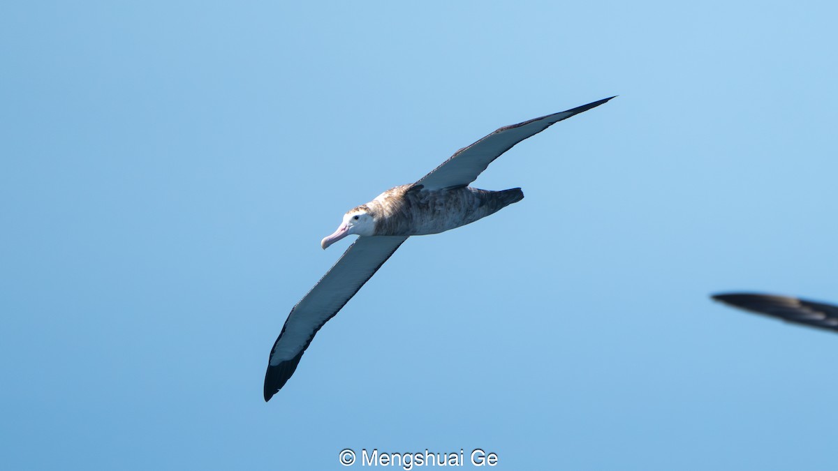 Antipodean Albatross (Gibson's) - ML646792321
