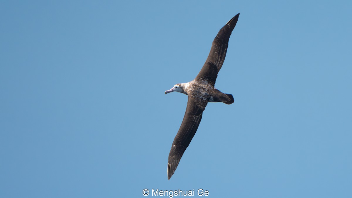 Antipodean Albatross (Gibson's) - ML646792322