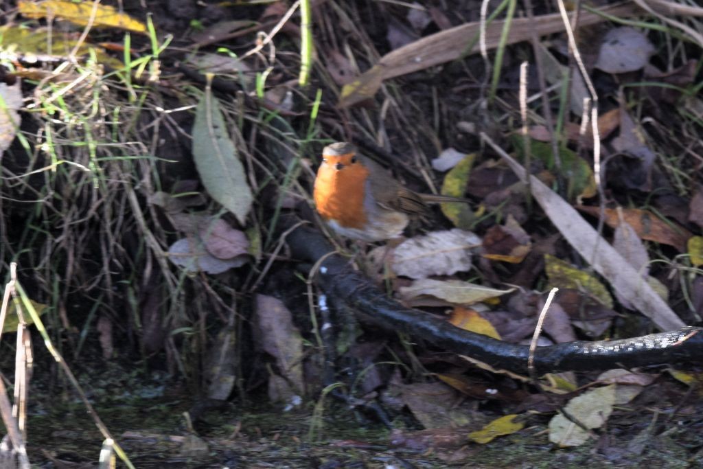 European Robin - ML646792323