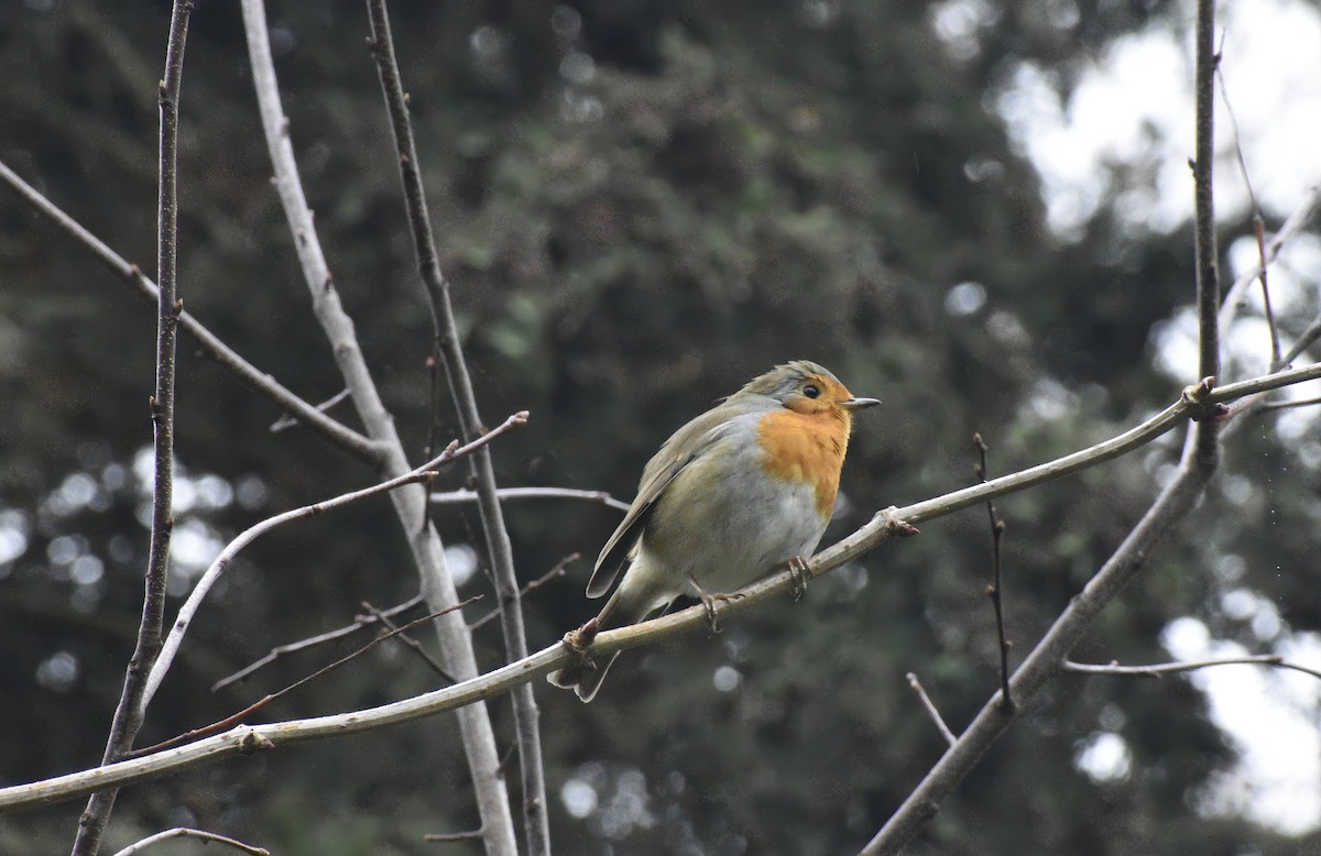 European Robin - ML646792325