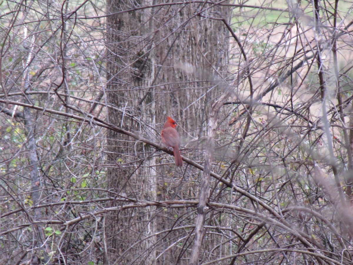 ショウジョウコウカンチョウ - ML646792327