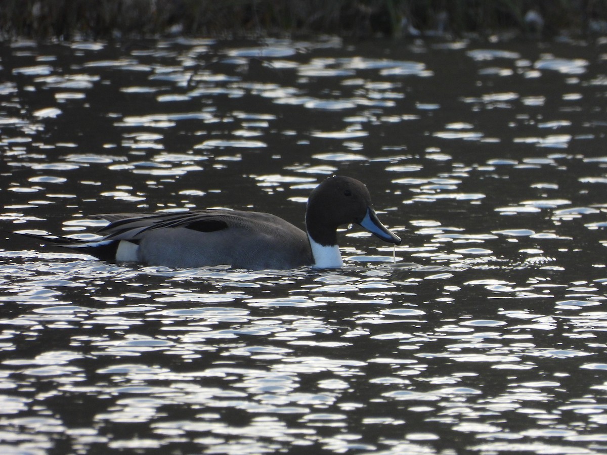 ostralka štíhlá - ML646792332