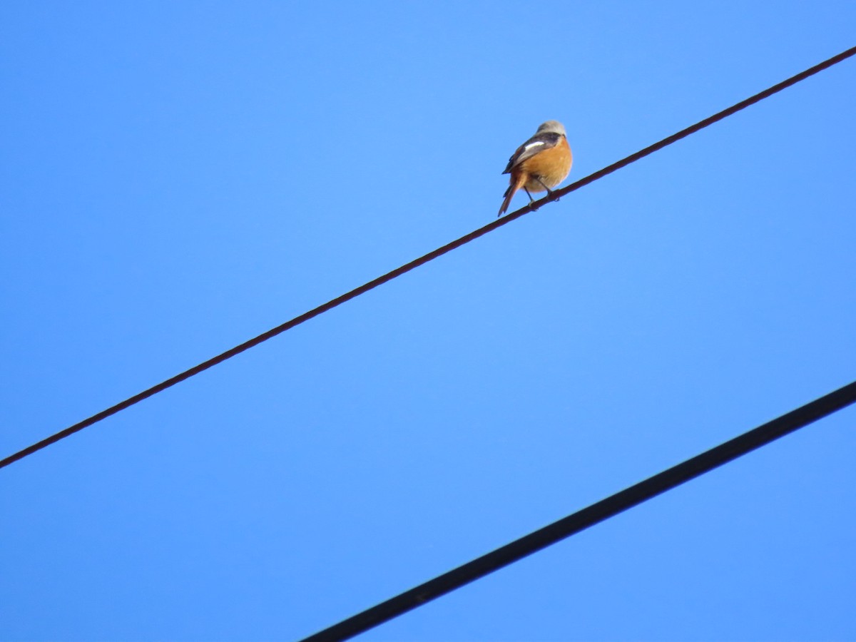 Горихвістка сибірська - ML646792335