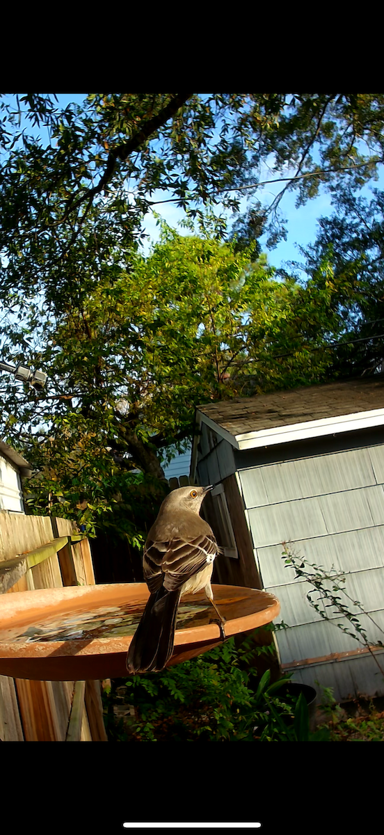 Northern Mockingbird - ML646792338