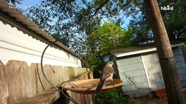 Многоголосый пересмешник - ML646792339