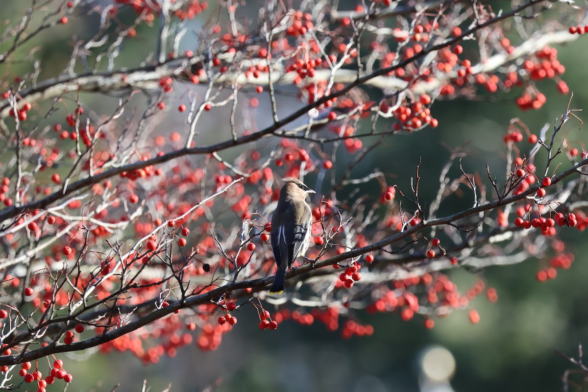 Cedar Waxwing - ML646792343