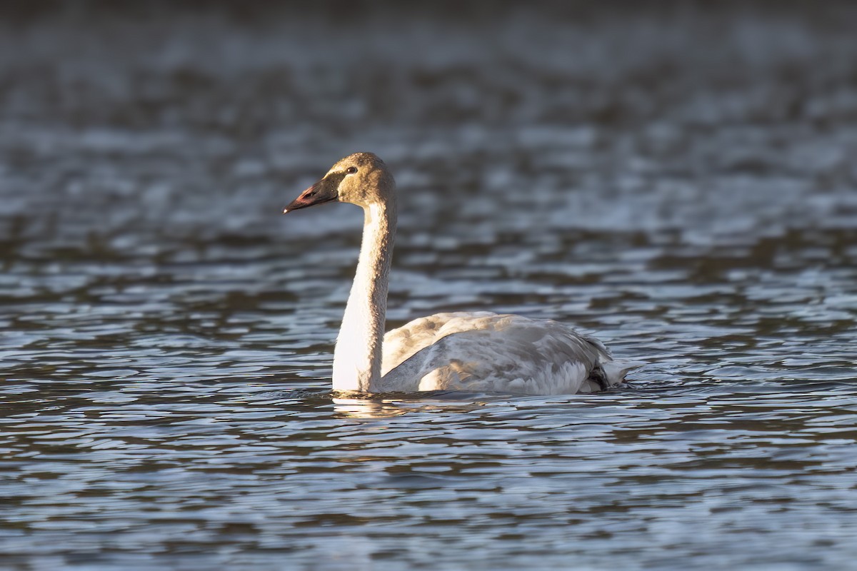 Trumpeter Swan - ML646792344