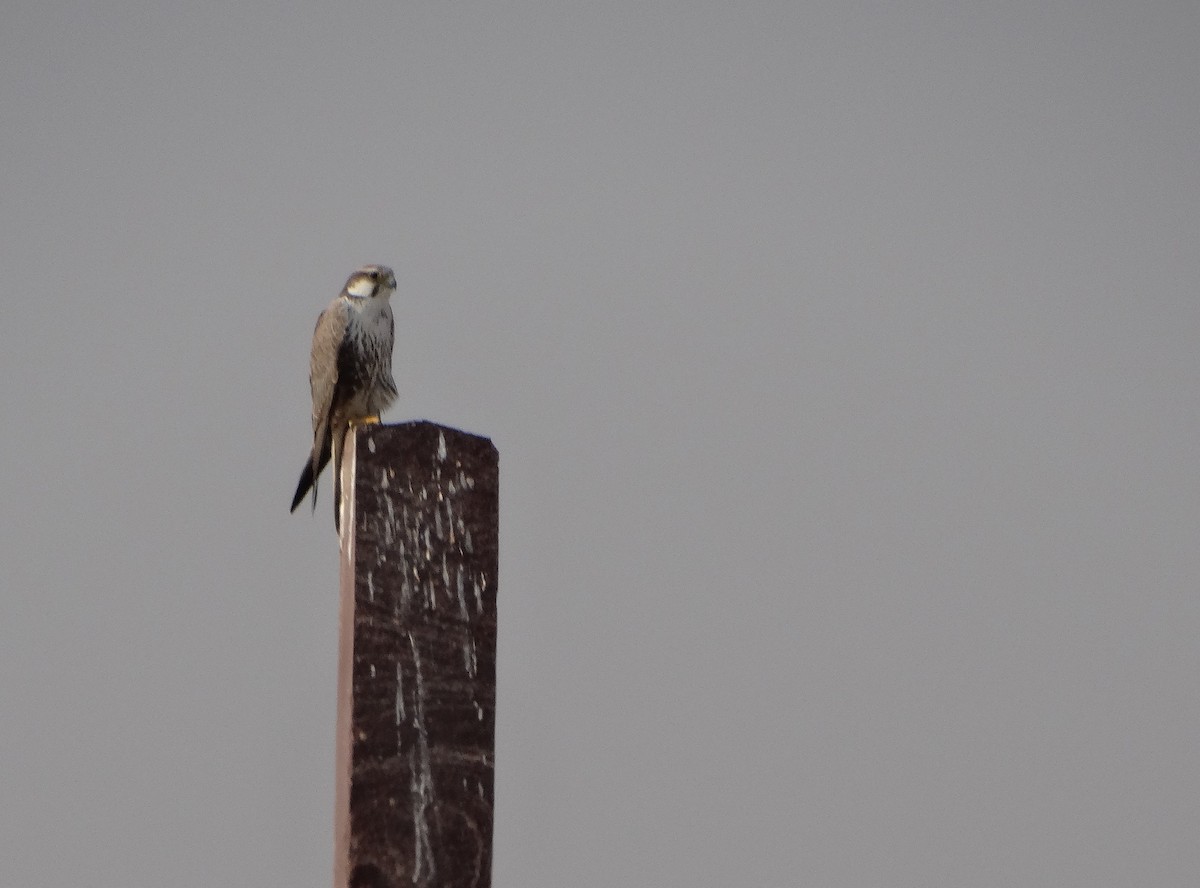 Laggar Falcon - ML646792345