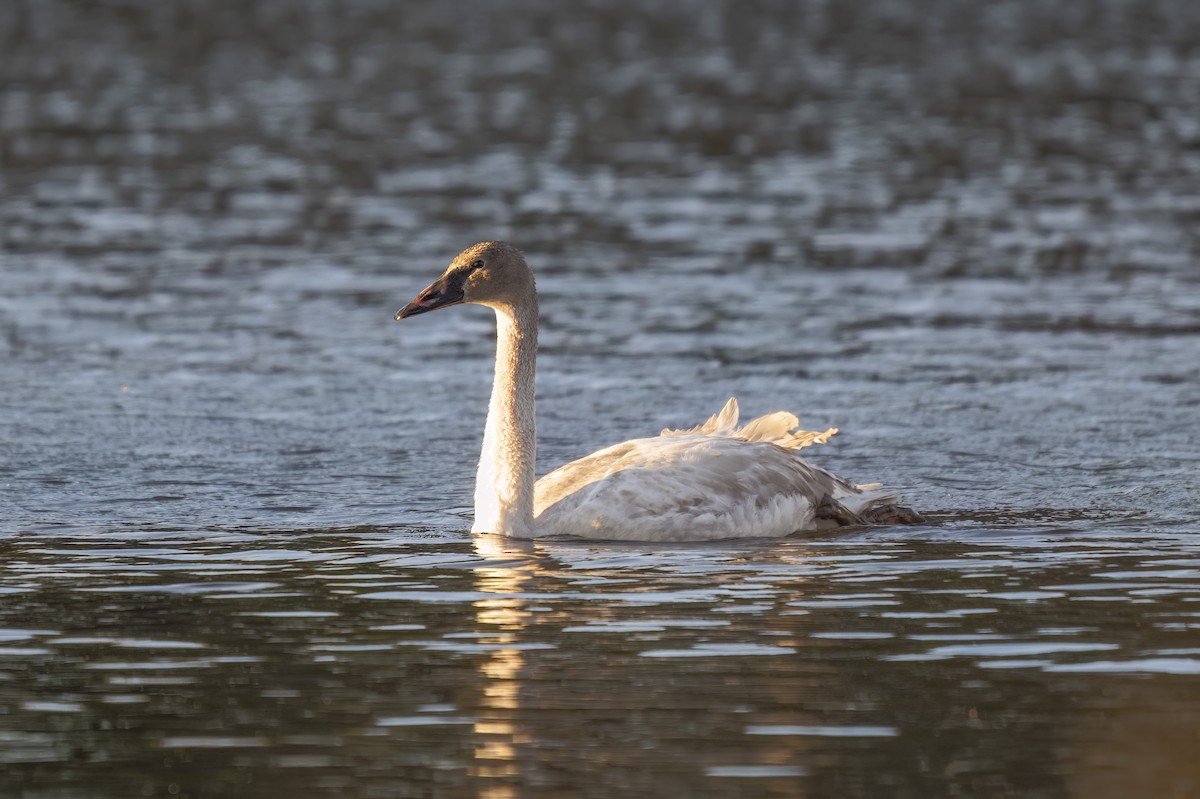 Trumpeter Swan - ML646792346