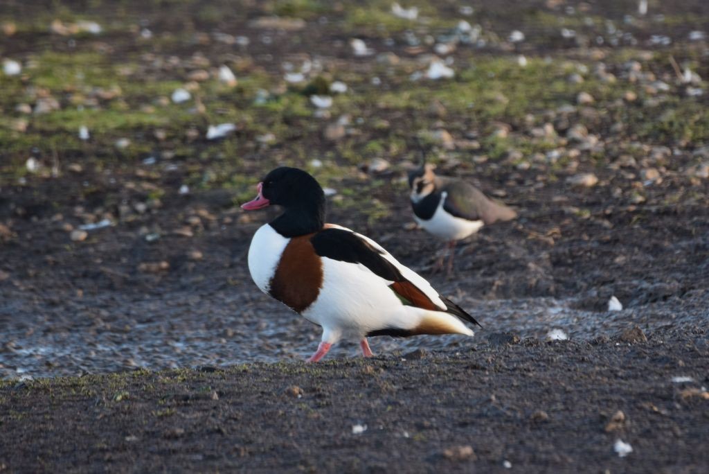 Common Shelduck - ML646792347