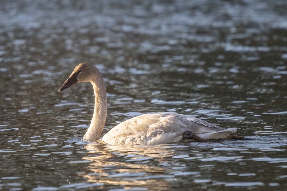 Trumpeter Swan - ML646792348