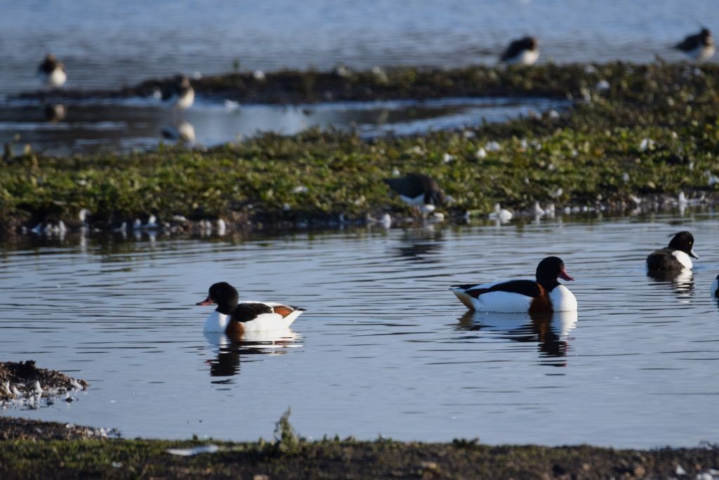 Common Shelduck - ML646792350
