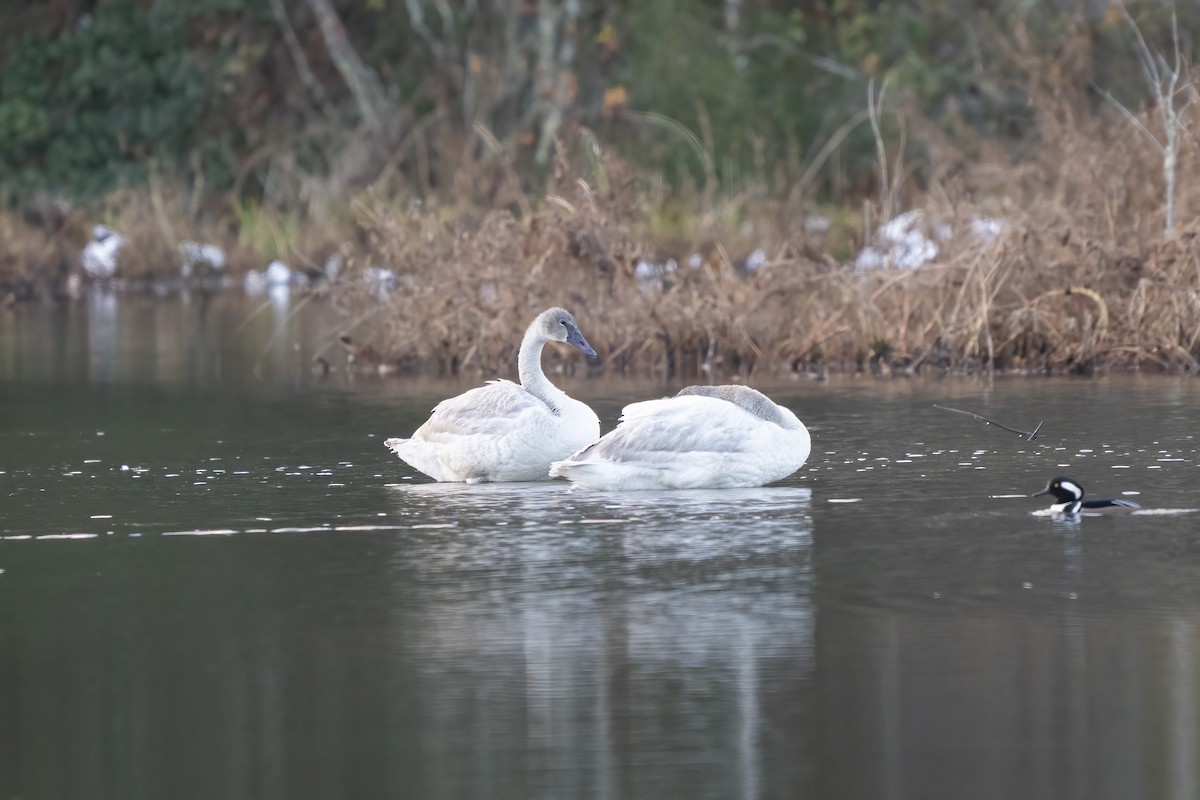 Trumpeter Swan - ML646792352