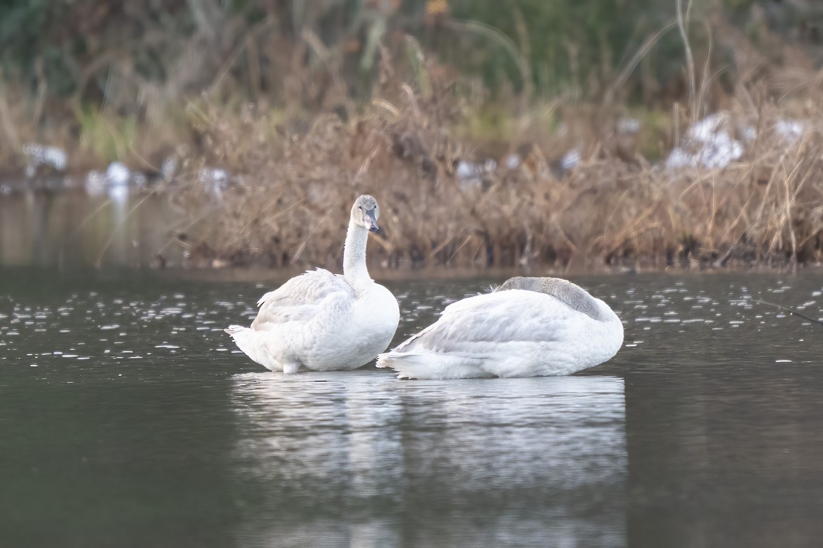 Trumpeter Swan - ML646792357