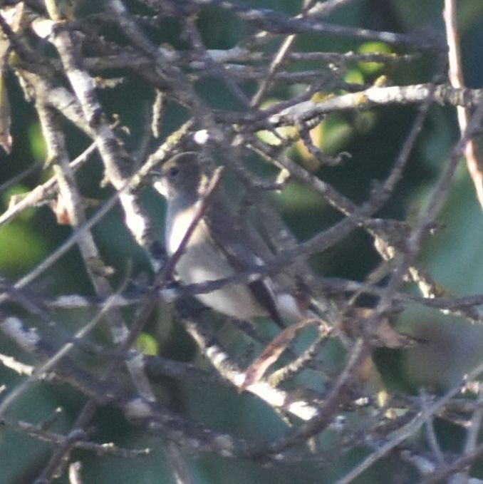 חטפית שחורת-עורף - ML646792358