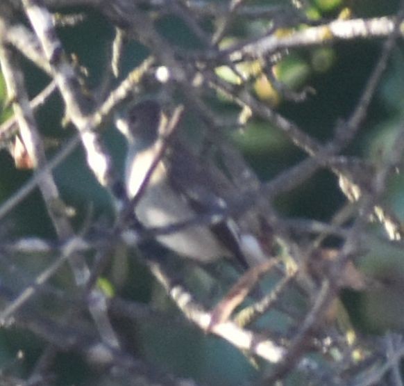 חטפית שחורת-עורף - ML646792359