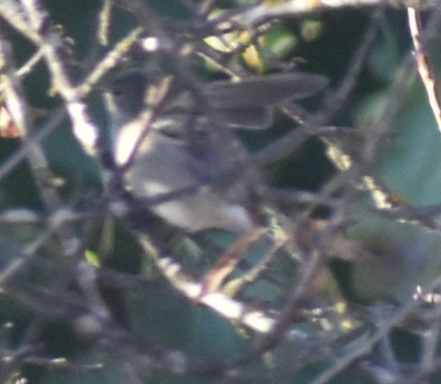 חטפית שחורת-עורף - ML646792360