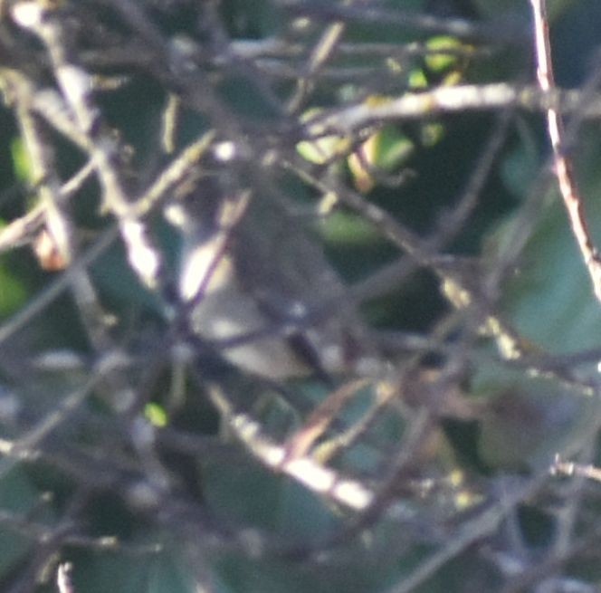 חטפית שחורת-עורף - ML646792361