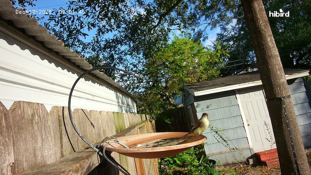 Светлобрюхий фиби - ML646792362