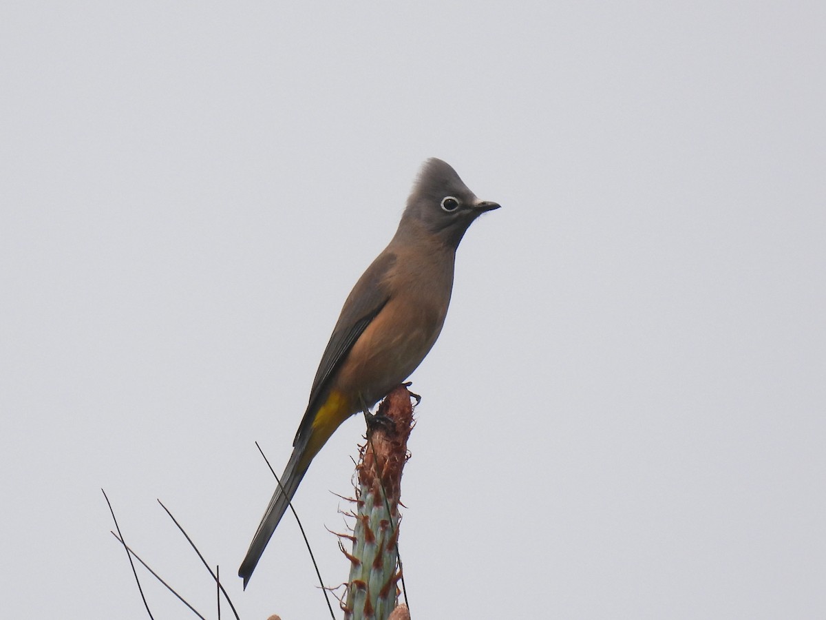 Gray Silky-flycatcher - ML646792363