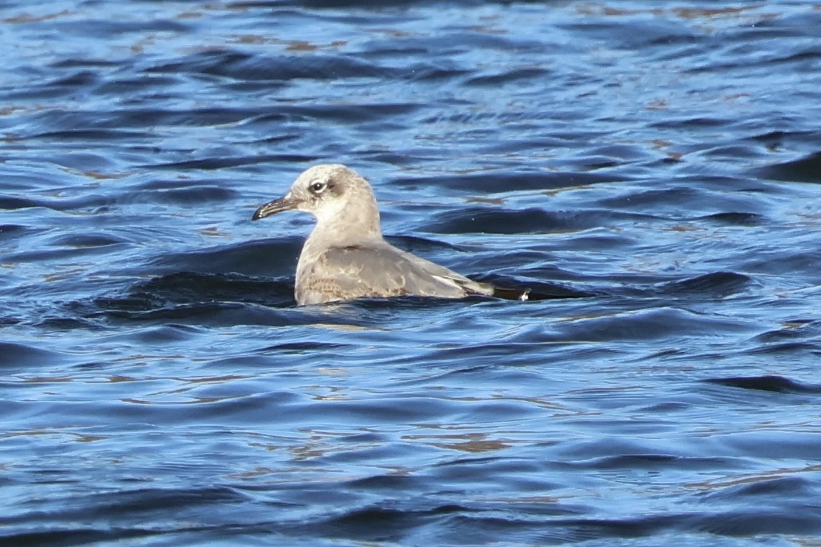 Мартин карибський - ML646792364