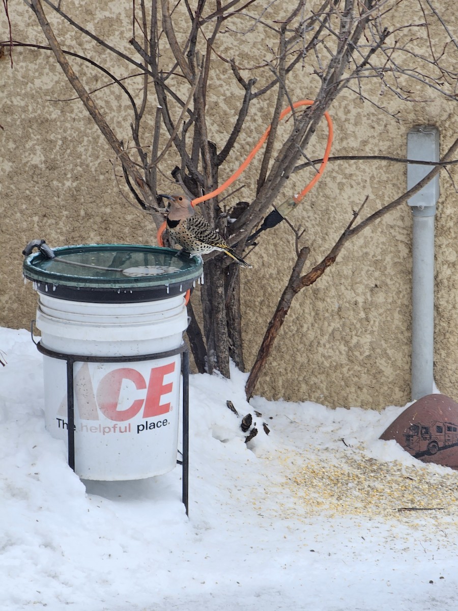 Goldspecht - ML646792365